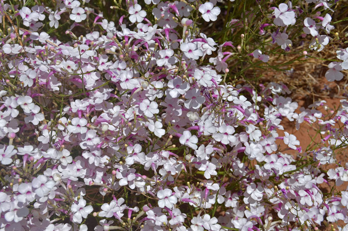 Gilia Beardtongue is a subshrub that grows up to 3 feet tall and prefers open sandy mesas and grassland. The photos were taken at Monument Valley, Arizona. Penstemon ambiguous